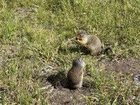 8. Tag – Banff-Nationalpark – Vermilion Lakes Viewpoint – Murmeltiere