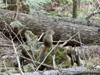 11. Reisetag – Von Jasper nach Kamloops – Eichhörnchen im Wells Gray Park