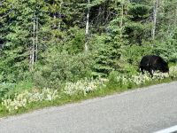 9. Tag – Icefields Parkway – Schwarzbär am Straßenrand