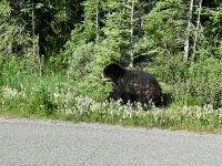 9. Tag – Icefields Parkway – Schwarzbär am Straßenrand