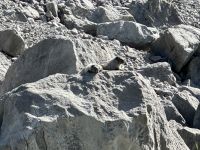 10. Tag – Jasper-Nationalpark – Murmeltiere am Medicine Lake