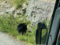 10. Tag – Jasper-Nationalpark – Ein Schwarzbär überquert die Maligne Lake Road
