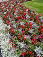 Blumenmeer Buchart (1)