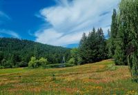 Motive aus Buchards Garden (1)