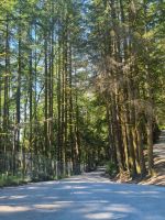 Capilano Regenwald (4)