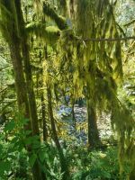 Capilano Regenwald (2)