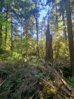 Capilano Regenwald (7)