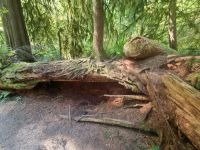 Capilano Regenwald (8)