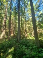 Capilano Regenwald (12)