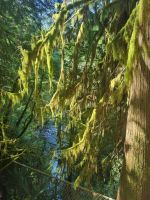 Capilano Regenwald (14)