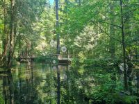 Capilano Suspension Bridge (8)