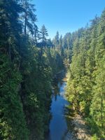 Capilano Suspension Bridge (6)