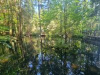 Capilano Suspension Bridge (7)