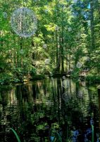 Capilano Suspension Bridge (9)