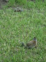 Putzige Begegnung (5)