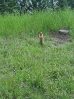 Putzige Begegnung (3)