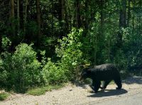 Tierische Begegnungen (3)
