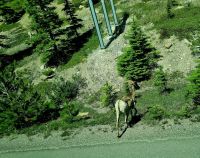 Tierische Begegnungen (1)