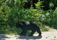 Tierische Begegnungen (4)