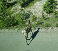 Tierische Begegnungen (5)