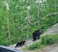 Wundervolle tierische Begegnung (5)