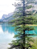 Das Blau des Maligne Lake (9)