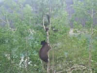 Wundervolle tierische Begegnung (9)