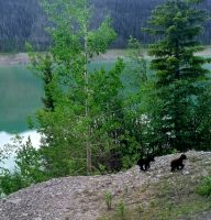 Wundervolle tierische Begegnung (19)