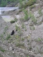 Wundervolle tierische Begegnung (20)