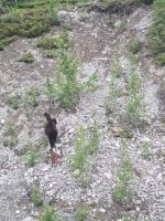 Wundervolle tierische Begegnung (21)