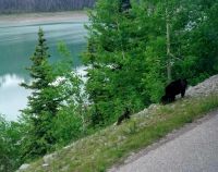 Wundervolle tierische Begegnung (4)