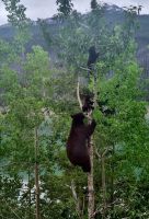 Wundervolle tierische Begegnung (10)