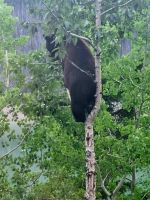 Wundervolle tierische Begegnung (12)