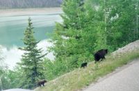 Wundervolle tierische Begegnung (3)