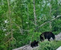Wundervolle tierische Begegnung (6)
