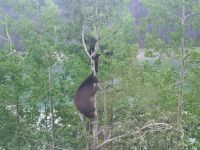 Wundervolle tierische Begegnung (8)