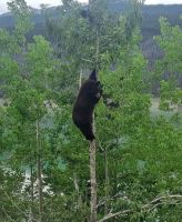 Wundervolle tierische Begegnung (13)