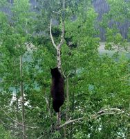 Wundervolle tierische Begegnung (14)