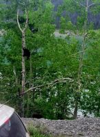 Wundervolle tierische Begegnung (17)