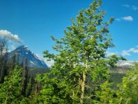 Impressionen aus den Rockies (298)