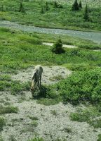 Impressionen aus den Rockies (143)