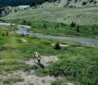 Impressionen aus den Rockies (142)