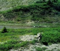 Impressionen aus den Rockies (144)