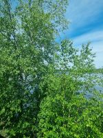 The Canadian Streckenimpressionen (19)