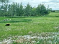 Durch Sasketchawan (42)