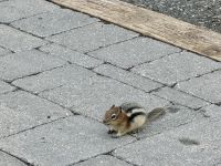 2. Tag – Calgary bis Banff – Steifenhörnchen auf dem Sulphur Mountain