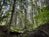 3. Tag – Banff bis Kamloops – Giant Cedars Boardwalk Trail im Mount Revelstoke National Park
