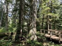 3. Tag – Banff bis Kamloops – Giant Cedars Boardwalk Trail im Mount Revelstoke National Park