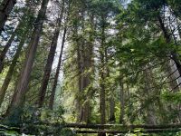 3. Tag – Banff bis Kamloops – Giant Cedars Boardwalk Trail im Mount Revelstoke National Park