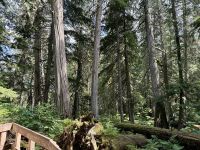 3. Tag – Banff bis Kamloops – Giant Cedars Boardwalk Trail im Mount Revelstoke National Park